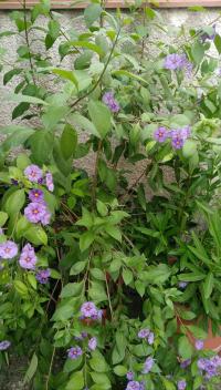 Lilkovník hořcokvětý - hořcový stromek (Lycianthes rantonnei)