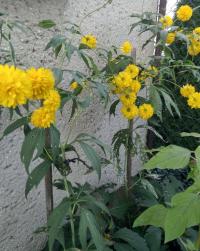 Třapatka dřípatá 'Goldquelle' (Rudbeckia laciniata)