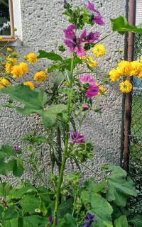 Třapatka dřípatá 'Goldquelle' (Rudbeckia laciniata)
