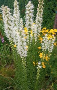 Šuškarda klasnatá 'Alba' (Liatris spicata)