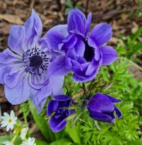 Sasanka věncová (Anemone coronaria)
