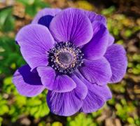 Sasanka věncová (Anemone coronaria)