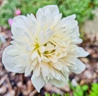 Sasanka věncová (Anemone coronaria)