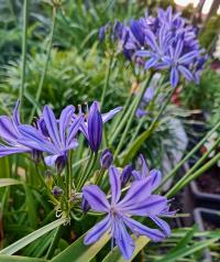 Kalokvět 'Blue' (Agapanthus)