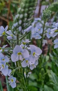 Rozrazil hořcovitý (Veronica gentianoides)