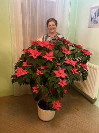 Pryšec nádherný (Euphorbia pulcherrima)