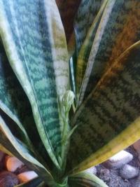 Sanseviera - tchýnin jazyk (Sansevieria)