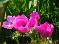 Sasanka věncová (Anemone coronaria)