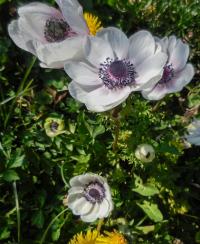 Sasanka věncová (Anemone coronaria)