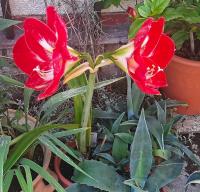Hvězdník (Hippeastrum)