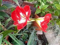 Hvězdník (Hippeastrum)