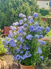 Olověnec (Plumbago)