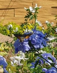 Olověnec (Plumbago)