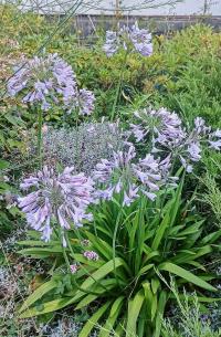 Kalokvět (Agapanthus)