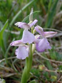 Vstavač kukačka (Orchis morio)
