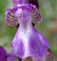 Vstavač kukačka (Orchis morio)
