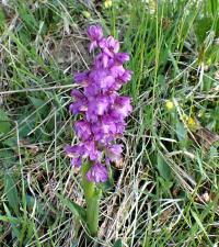 Vstavač kukačka (Orchis morio)