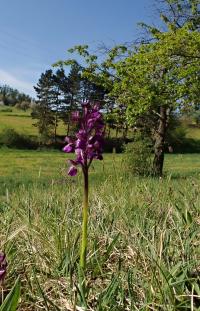 Vstavač kukačka (Orchis morio)
