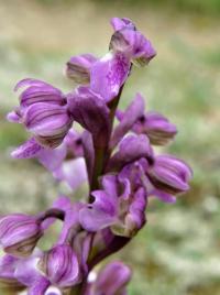 Vstavač kukačka (Orchis morio)