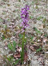 Vstavač kukačka (Orchis morio)