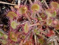 Rosnatka okrouhlolistá (Drosera rotundifolia)