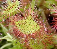 Rosnatka okrouhlolistá (Drosera rotundifolia)