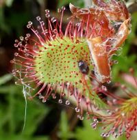 Rosnatka okrouhlolistá (Drosera rotundifolia)