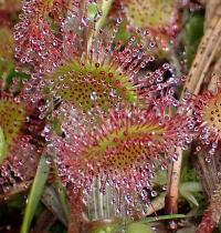 Rosnatka okrouhlolistá (Drosera rotundifolia)