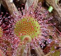 Rosnatka okrouhlolistá (Drosera rotundifolia)