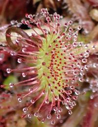 Rosnatka okrouhlolistá (Drosera rotundifolia)