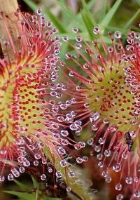 Rosnatka okrouhlolistá (Drosera rotundifolia)