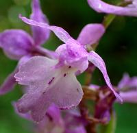 Vstavač mužský znamenaný (Orchis mascula subsp speciosa)
