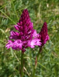 Rudohlávek jehlancovitý (Anacamptis pyramidalis)