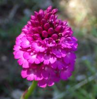 Rudohlávek jehlancovitý (Anacamptis pyramidalis)