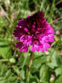 Rudohlávek jehlancovitý (Anacamptis pyramidalis)