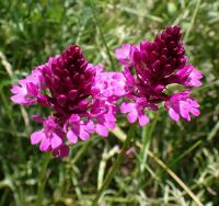 Rudohlávek jehlancovitý (Anacamptis pyramidalis)