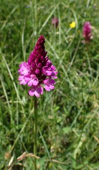 Rudohlávek jehlancovitý (Anacamptis pyramidalis)