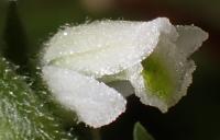 Švihlík krutiklas (Spiranthes spiralis)