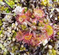 Rosnatka okrouhlolistá (Drosera rotundifolia)