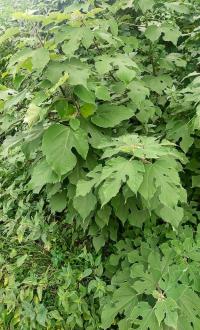 Papírovník čínský (Broussonetia papyrifera)