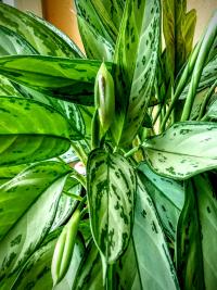 Aglaonema (Aglaonema)